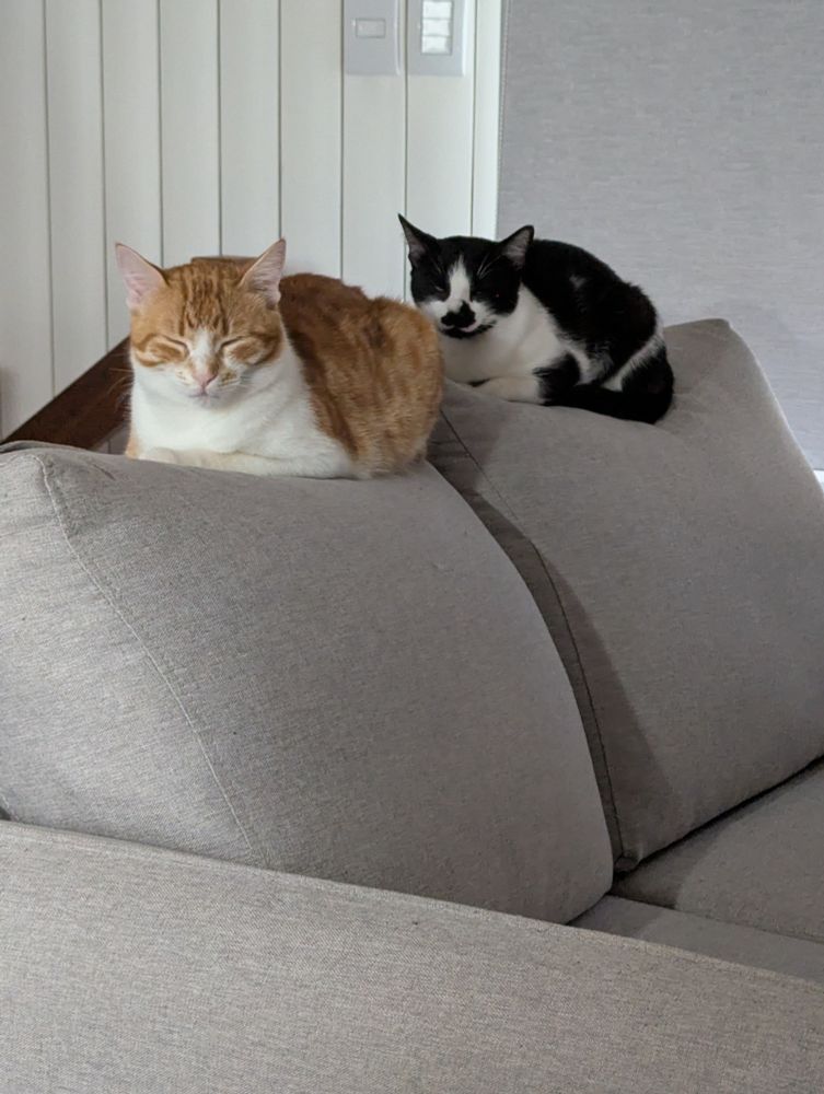 Dois gatos sentados no encosto do sofá 