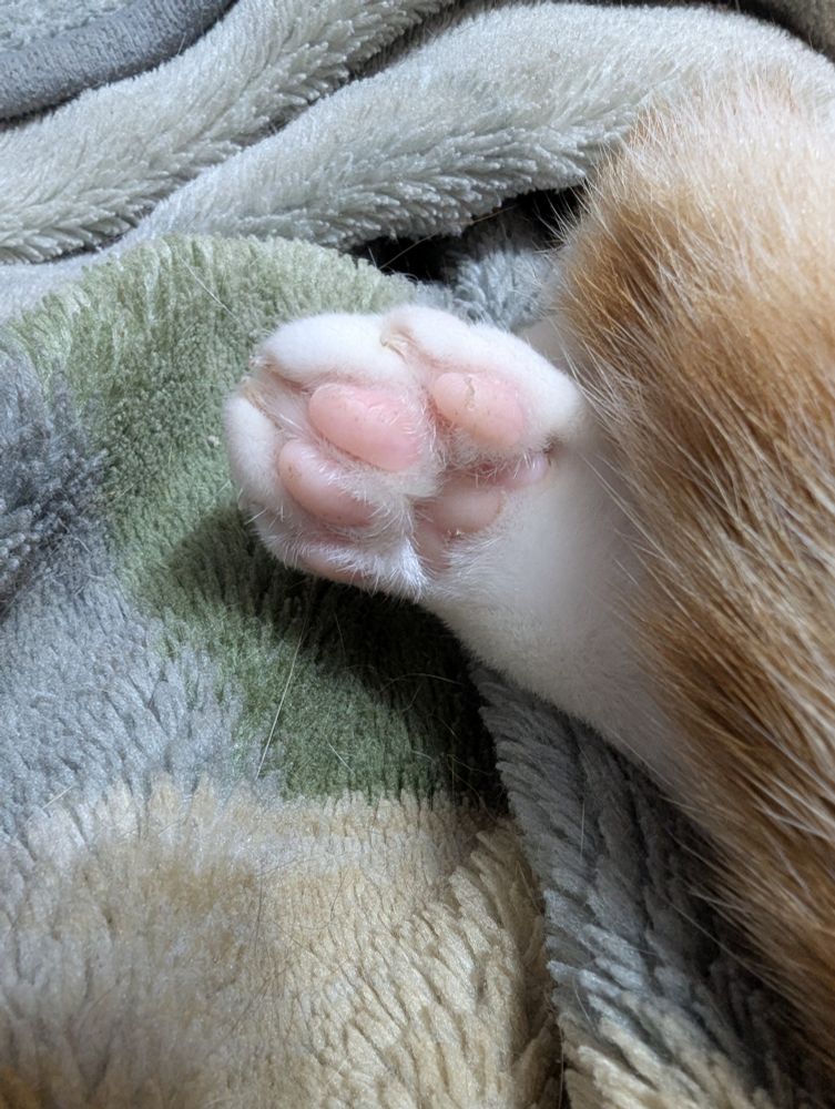 Foto de pé de gato com os feijoezinhos rosinha 