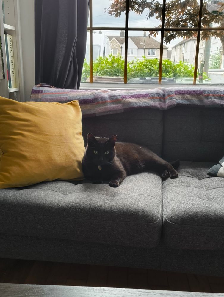 A black cat picturing the corpse of the photographer.