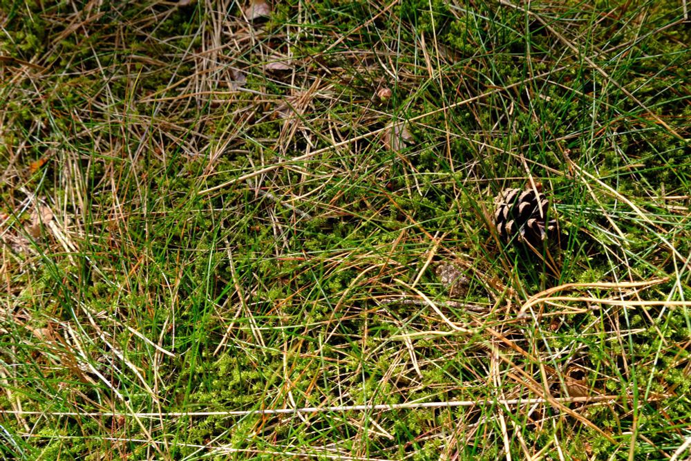 A photograph of very soft moss. You need to take my word for just how soft and warm it is. 