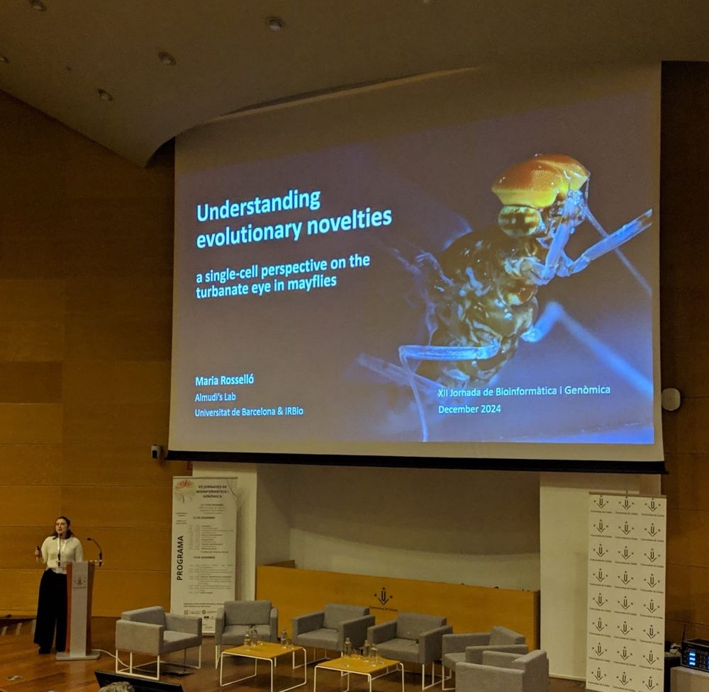Me presenting my project titled ‘Understanding evolutionary novelties: a single-cell perspective on the turbinate eye in mayflies’ at the XII Jornada de Bioinformàtica i Genòmica in Lleida. The slide features a detailed image of a mayfly, highlighting the focus of my research.