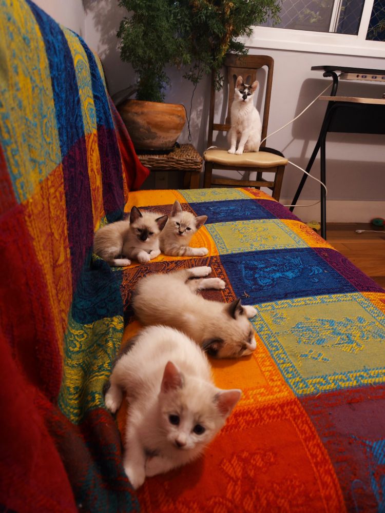 Foto tirada da perspectiva da ponta da lateral de um sofá. Com 4 filhotes de gatos enfileirados deitados no sofá, 3 deles olhando para a câmera. E com a mãe ao fundo, também olhando para a câmera, sentada em uma cadeira ao lado do sofá. Há uma manta bem colorida sobre o sofá e um vaso com uma árvore da felicidade ao lado da mãe.