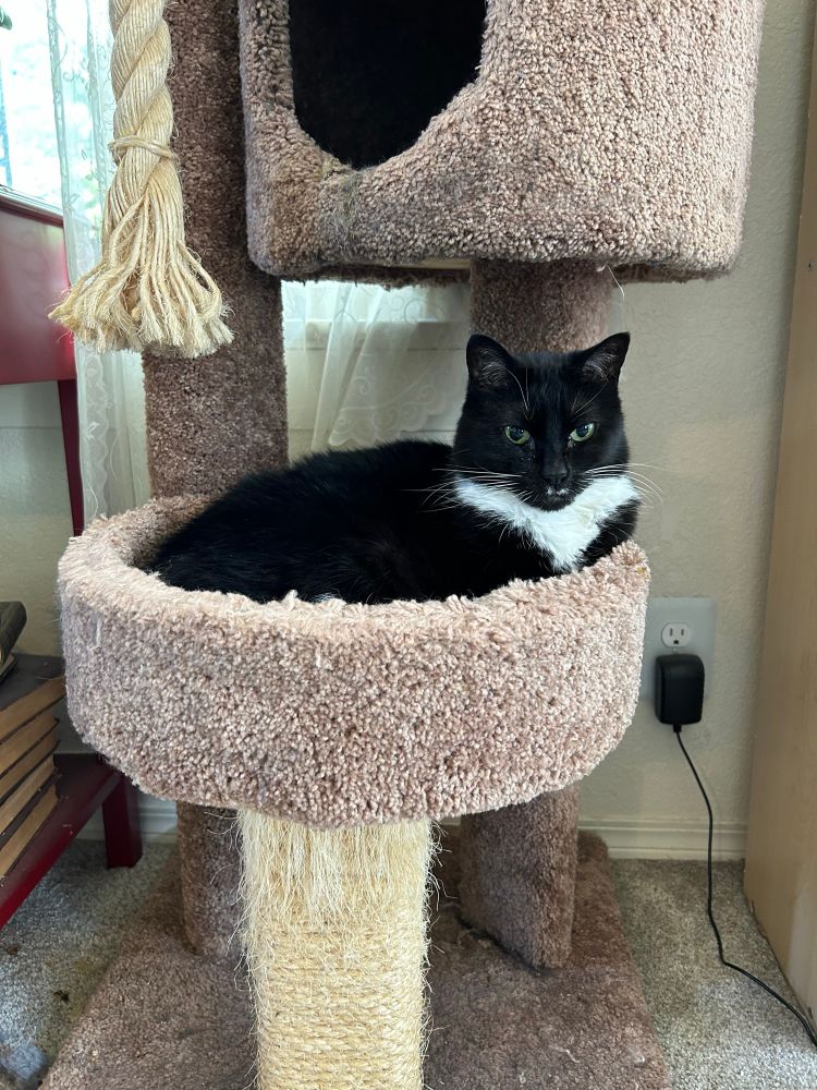 Black and white cat in a cat tree 