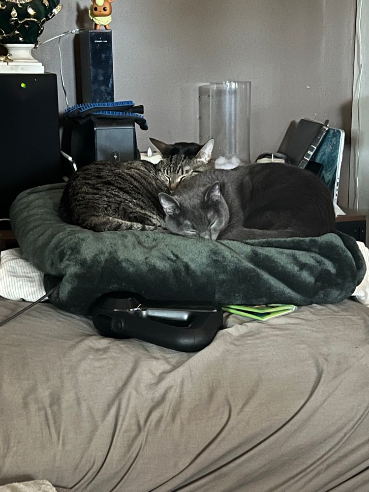 My cats, Binx and Buffy, sleeping on a soft, plush, green blanket at the foot of our couch.