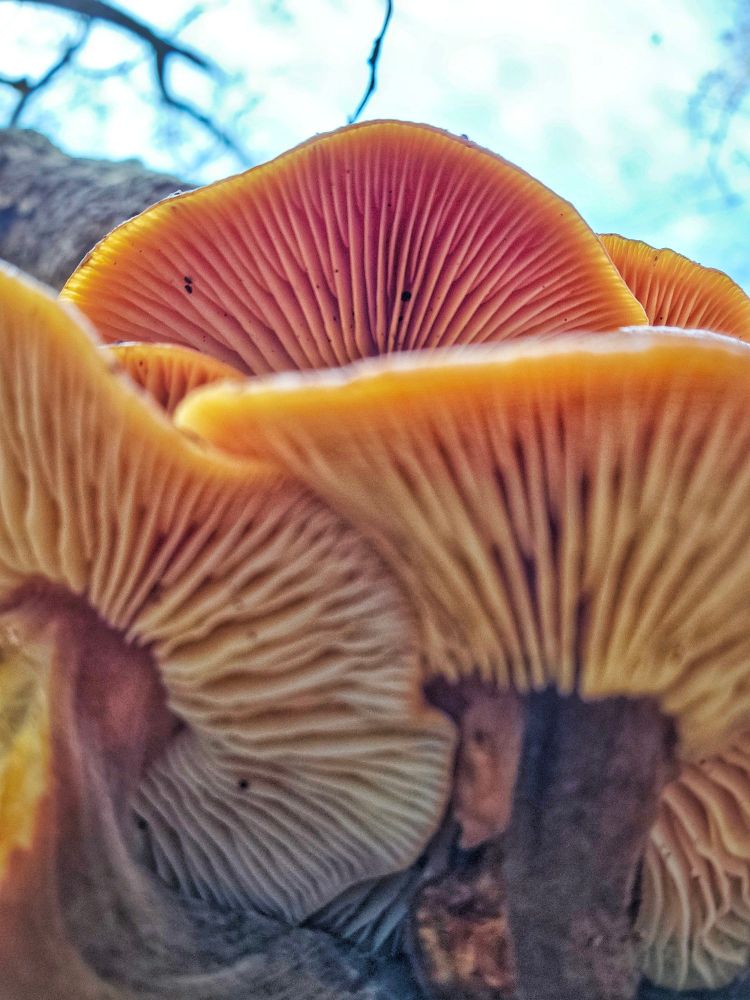 Close-up view from beneath orange mushrooms, showing their detailed gills and warm yellow-to-pink coloration against a bright sky background.