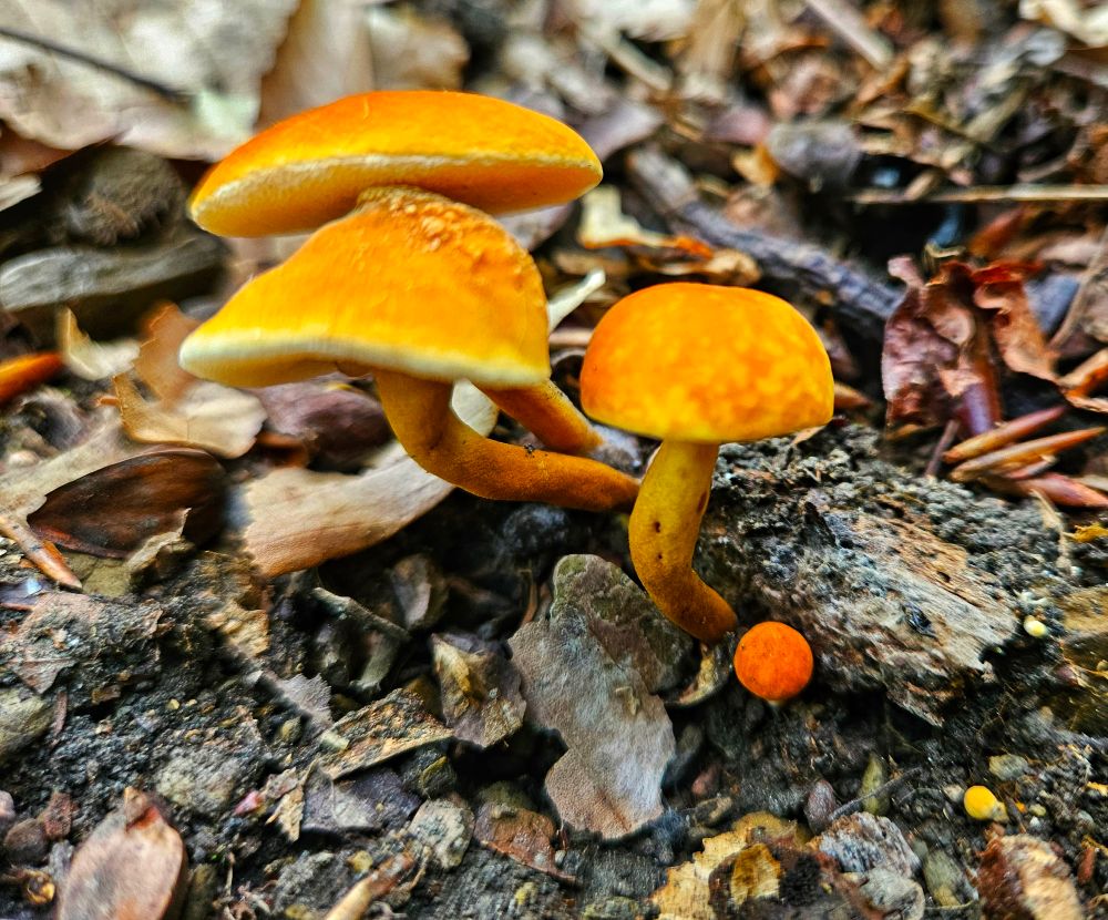 A trooper orange capped mushrooms on the ground in a forest.