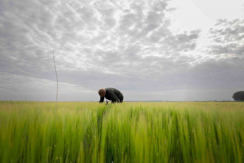 The tiny nests are well hidden in the tall summer barley, making it difficult to find them. Photo: Leoni von Ristok 