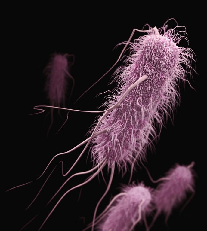 The furry coat of this E. coli bacteria protects it against antibiotics | Image Unsplash