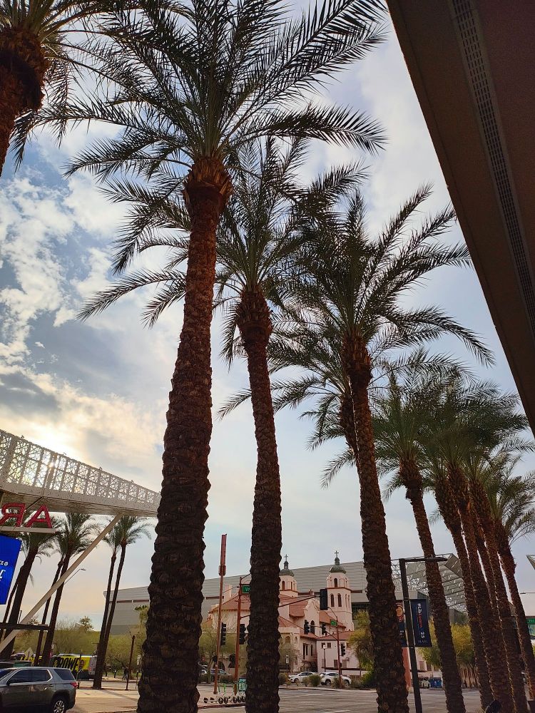 Palm trees against partly cloudy mid-morning sky.  