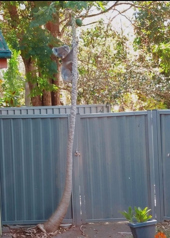 Koala in a paw paw tree 