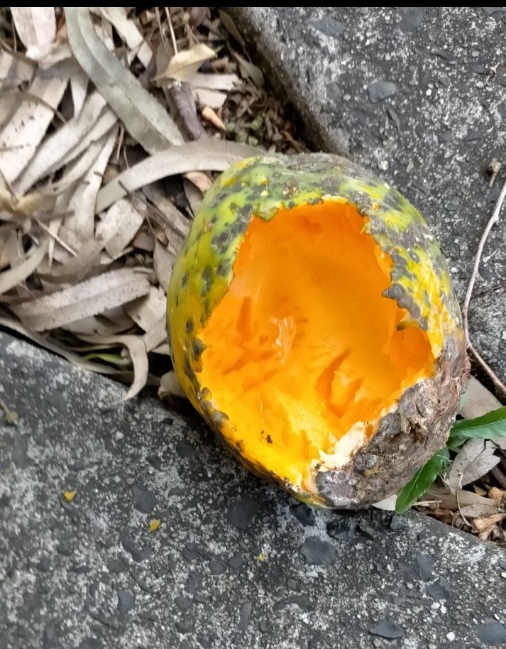 A hollowed out paw paw fruit with tell tale beak marks.