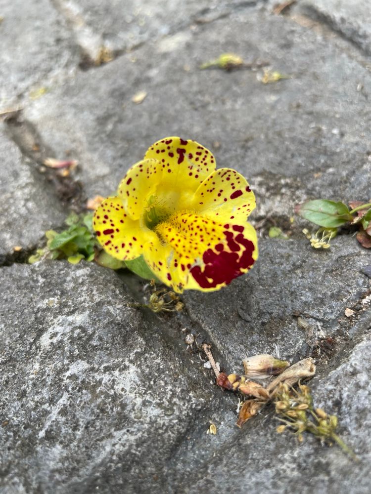 Yellow flower with red spots and blotches growing out of the paving 