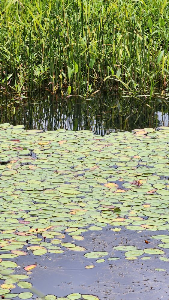 Close-up photo of water vegetation including growth similar to lily pads but smaller and tall grasses in the background.