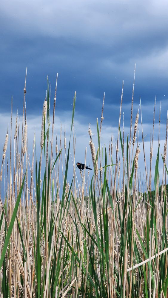 A redwing black bird among cattails with storm clouds brewing in the background.