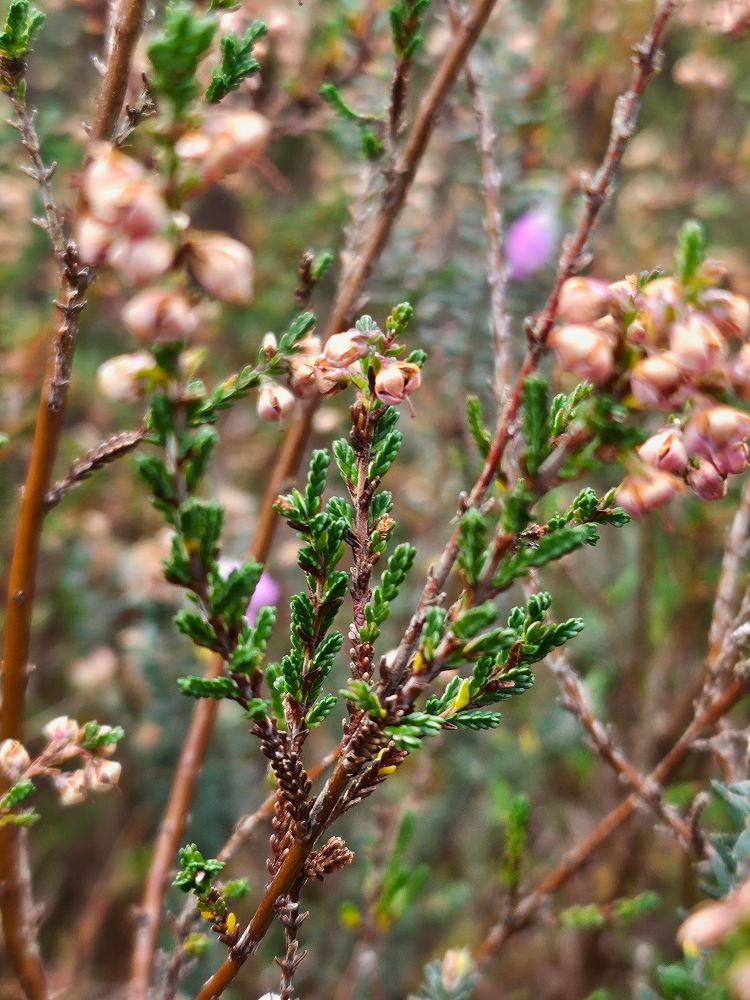 Een klein vaag roze bloemetje tussen de heidetakjes
