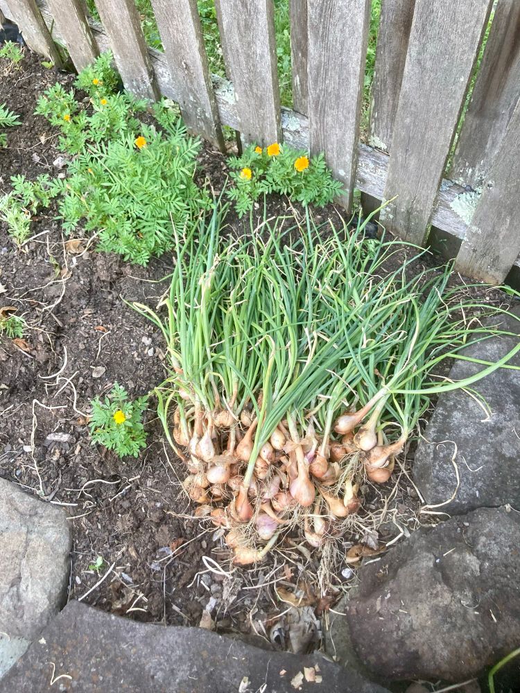 Pile of shallot bulbs with green tops attached, lying on soil in garden bed