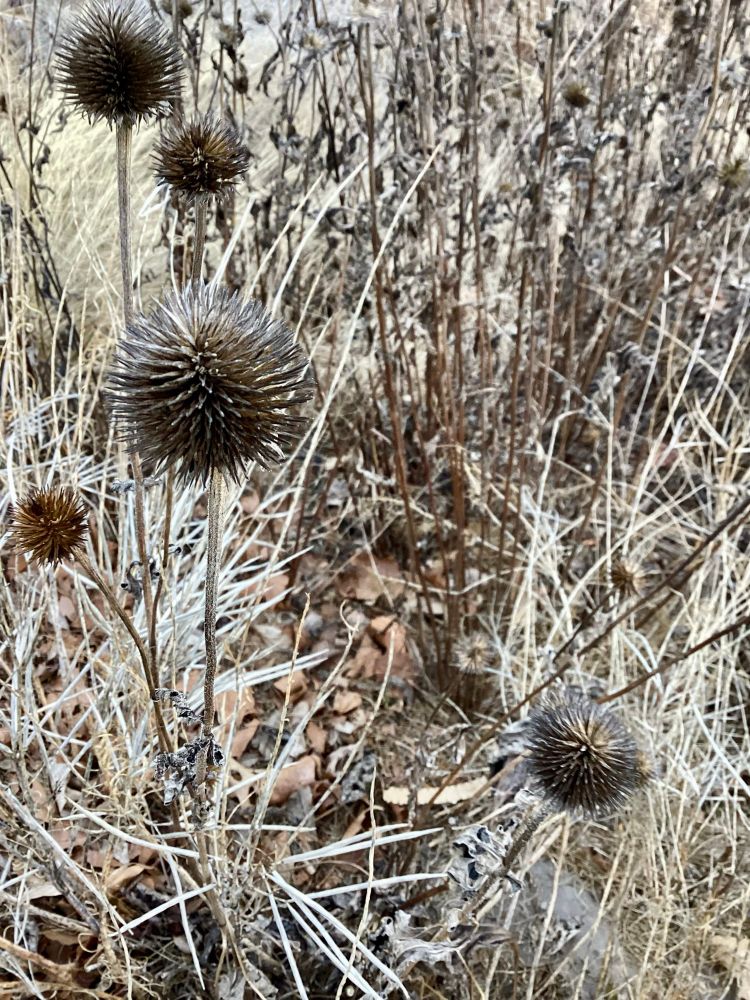 Spikey seed heads against background of dry tall grasses
