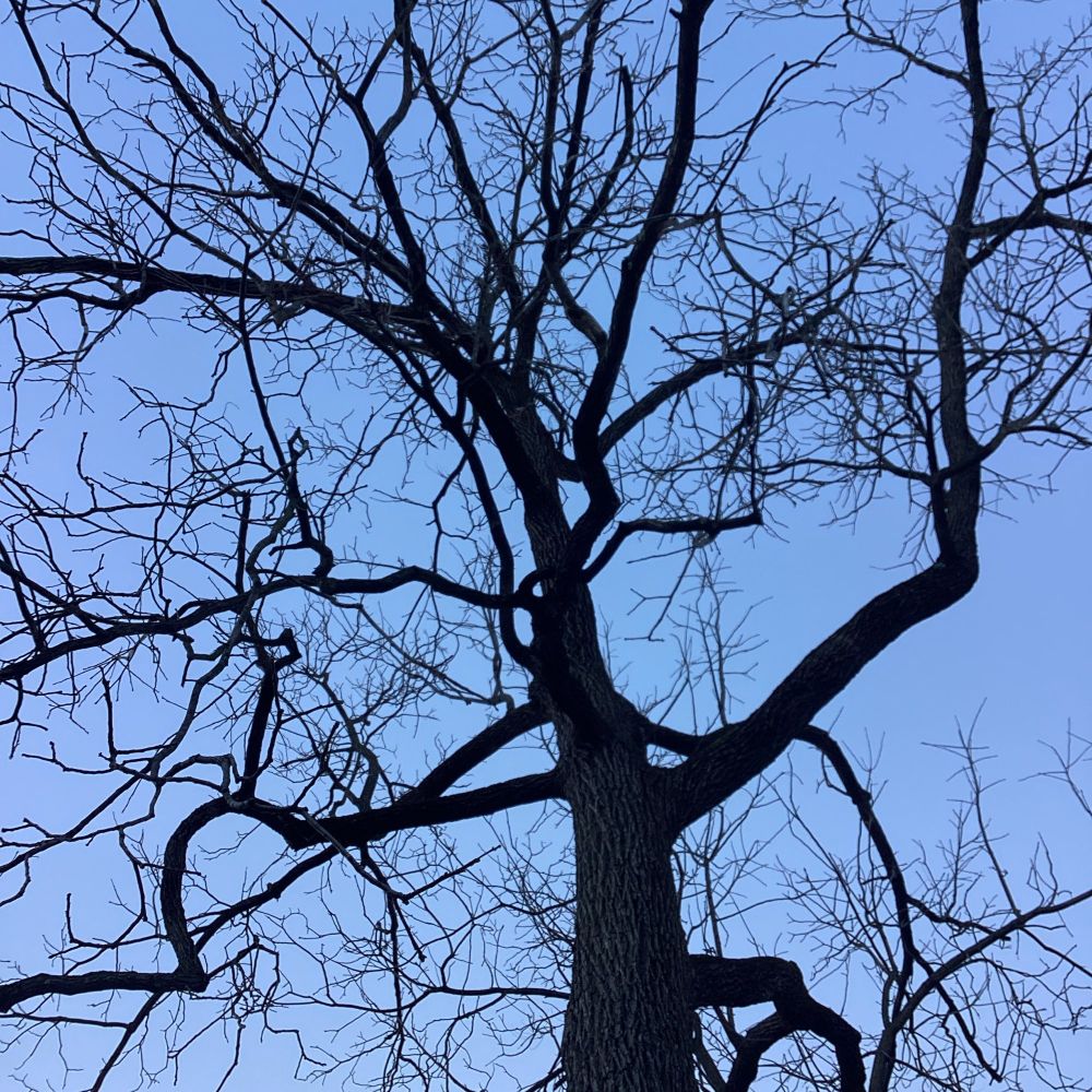 Bare Walnut tree trunk and branches silhouetted against sky