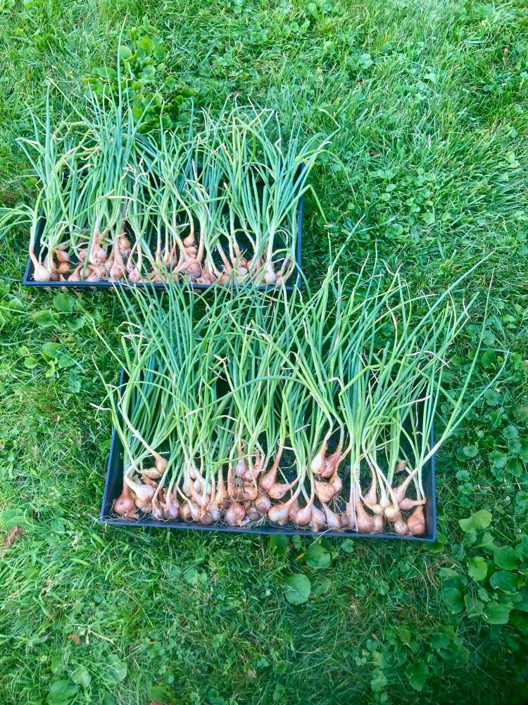 Shallot bulbs with green tops attached arranged on trays for drying
