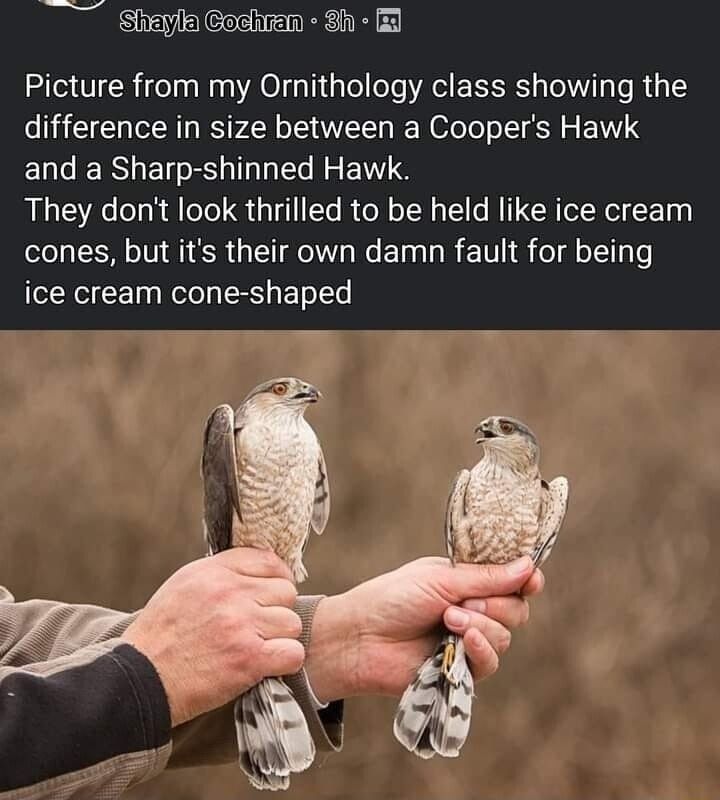 "Picture from my Ornithology class showing the difference in size between a Cooper's Hawk and a Sharp-Shinned Hawk.
They don't look thrilled to be held like ice cream cones, but it's their own damn fault for being ice cream cone-shaped"
Photo of two hawks of slightly different size held in the fists of a person, whose body is out of frame to the right