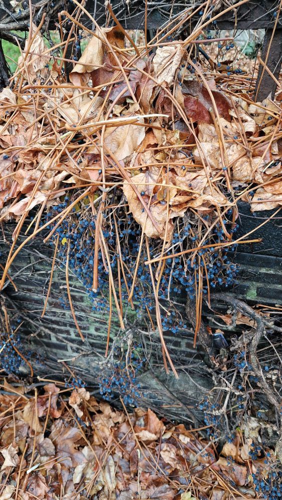 Braunes Laub unten und oben am Bildrand. Das foto ist hochkant. In der Mitte ist eine dunkle Mauer zu sehen und die Stränge des wilden Weins dazwoschen sind viele Trauben des wilsen Weins in dunkelblau zu sehen