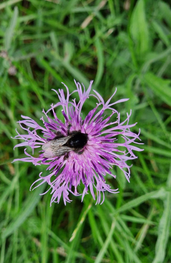 In der Bildmitte befindet sich eine lila Blüte von oben. Dies Blüte hat kleine Röhren von der Mitte ausgehend, die am Ende auffächern und wie lange Finger aussehen. In der Mitte der Blüte sitzt eine dunkle Wildbiene . Um die Blüte herum sind verschwommen Gräser zu sehen 