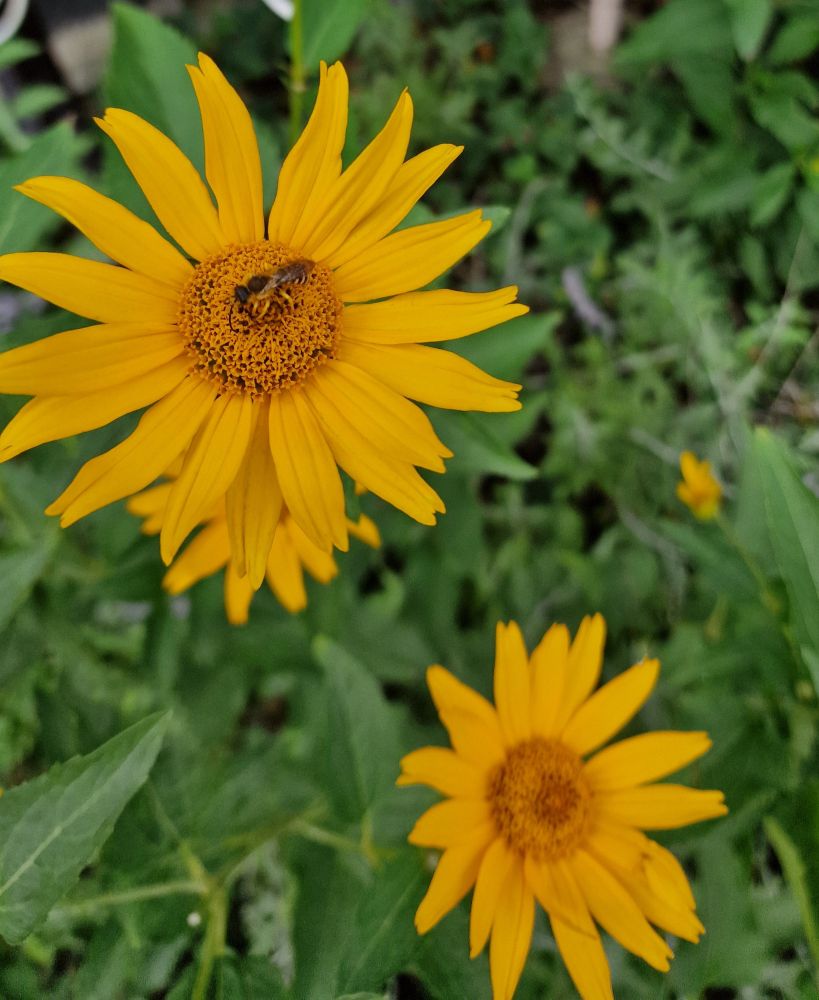 Zwei gelbe Blüten mit schmalen gelben Blütenblättern, der Blütenkern in der Mitte ist ebenfalls richtig sonnengelb . Die Blüten sind diagonal im Bild angeordnet. Auf der linken oberen sitzt eine gelbliche Schwebwespe und genießt den Nektar. Etwas unscharf unrer den sonnigen Blüten sind die Blätter in vollem Grün zu erkennen.