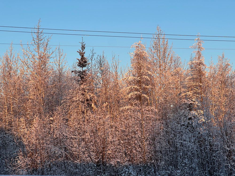 Snow covered spruce trees lit up with pink light, against a blue sky. around 10 am today