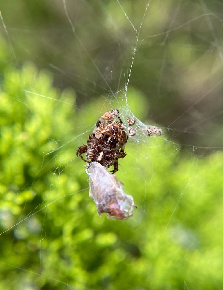 labyrinth orbweaver (Metepeira labyrinthea)