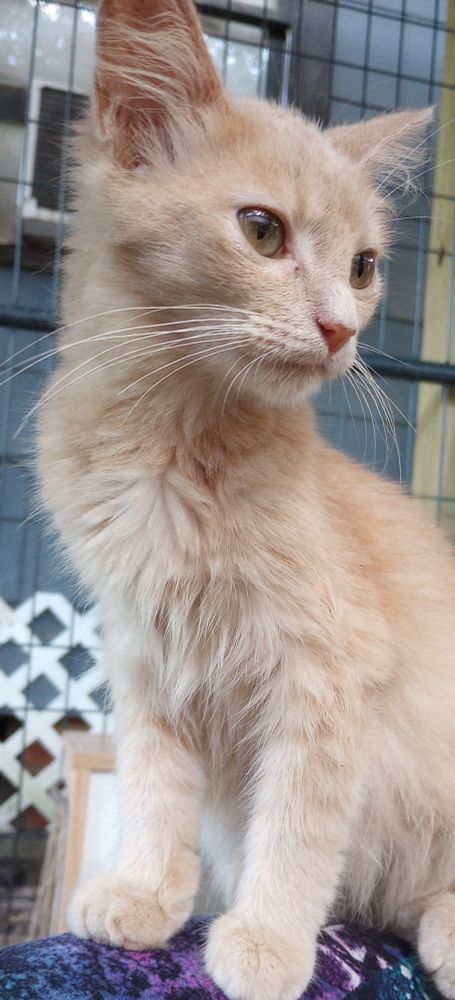 Shiloh, diffuse orange young lady, will certainly demand... Everything. She'll probably yell at you the whole while, but here's the thing- she's gonna look so cute, the whole time! 

She's a luxury, dainty floof with attitude- she won't let any nightmares take up your time! You'll be way too busy!