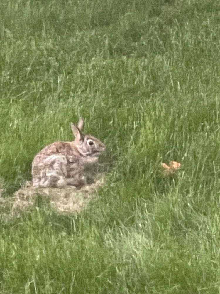 A wild bunny in the grass, side view, eating carrots I tossed out.