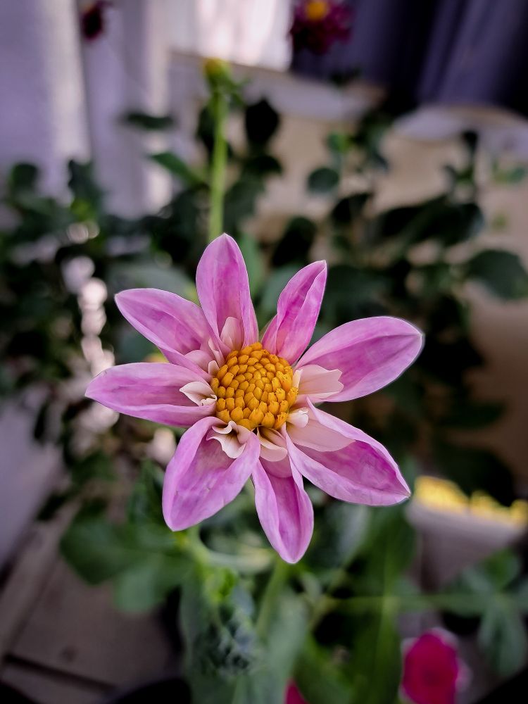 Eine Dahlie in rosa, mittig gelb
