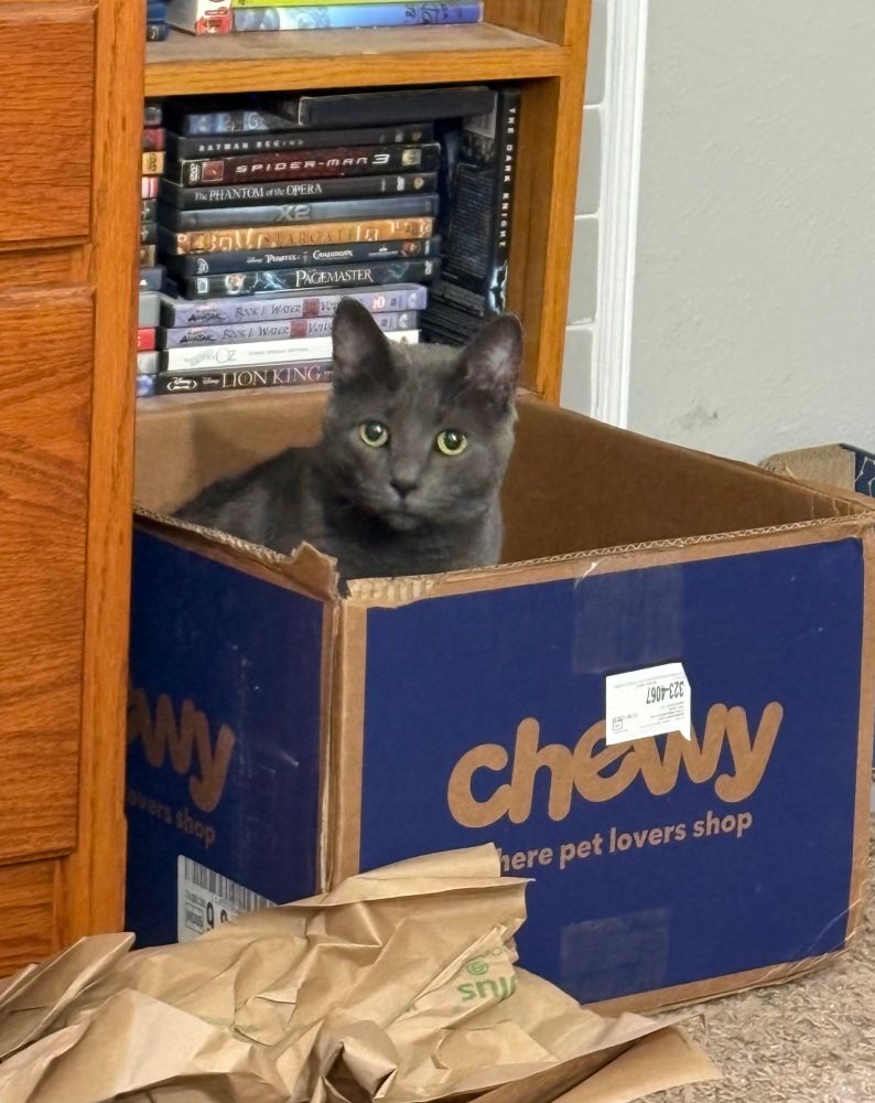 Katya a Russian Blue cat sitting in a Chewy box.