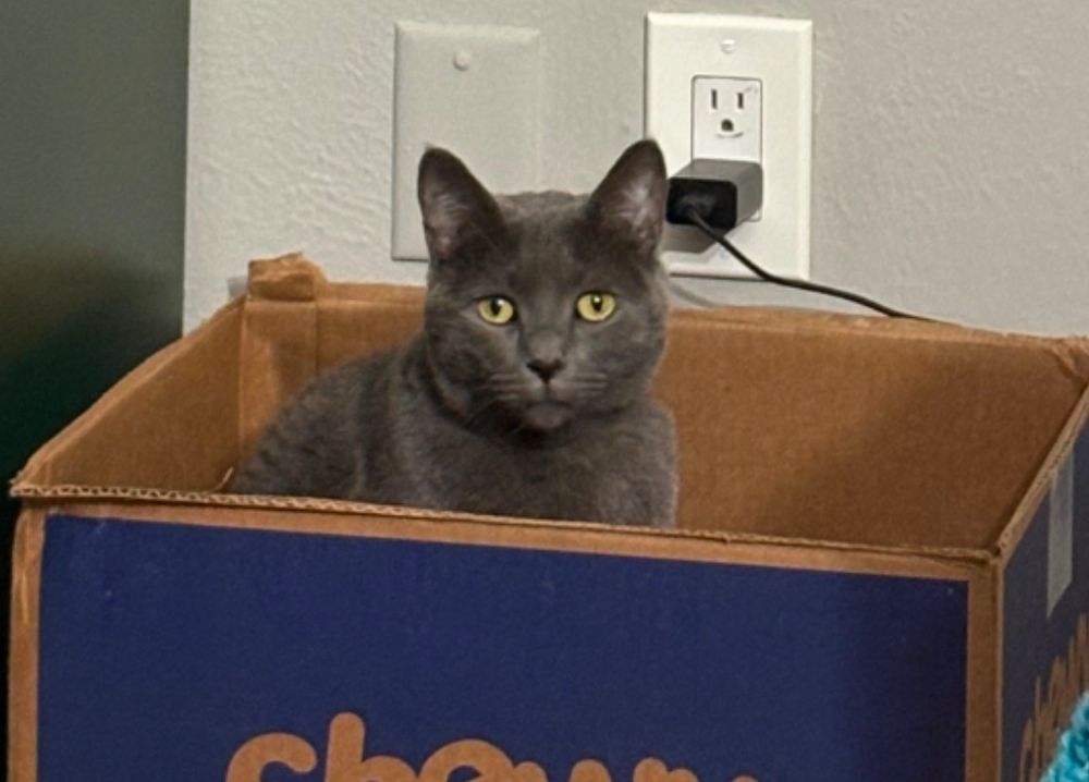 Katya, a Russian Blue cat in a Chewy box