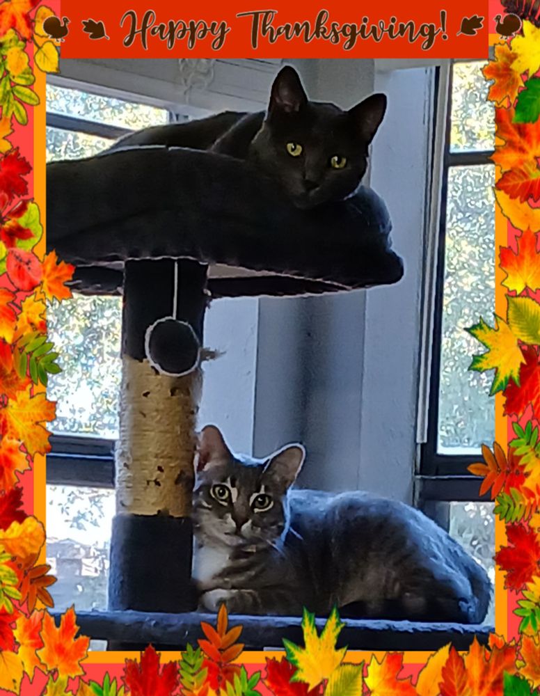 Katya (Russian Blue cat) and Trixie (Silver Tabby cat) on a cat tree with a border of fall leaves and the words Happy Thanksgiving 