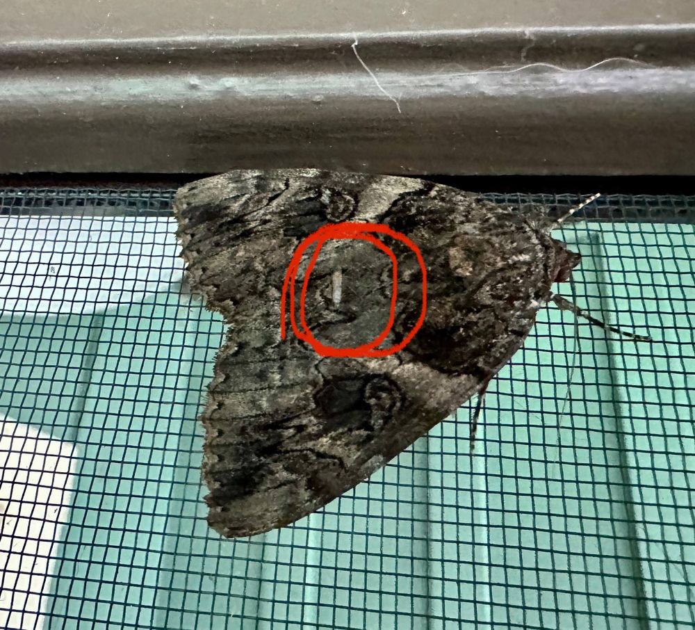 Same moth but with mosquito circled in red.