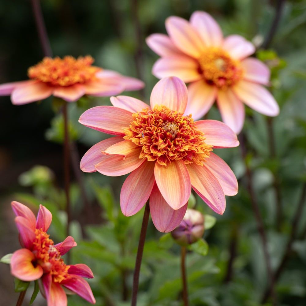 An open-faced dahlia pink with yellow and orange accents