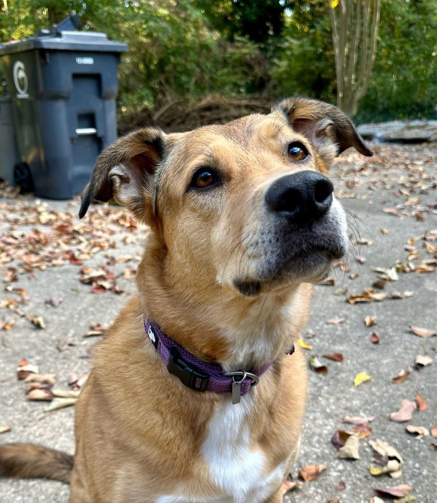 A photo of a little brown dog with a white stripe on her chest. She’s looking at something off-camera (a toy!) and her ears are visible like two large floppy triangles.