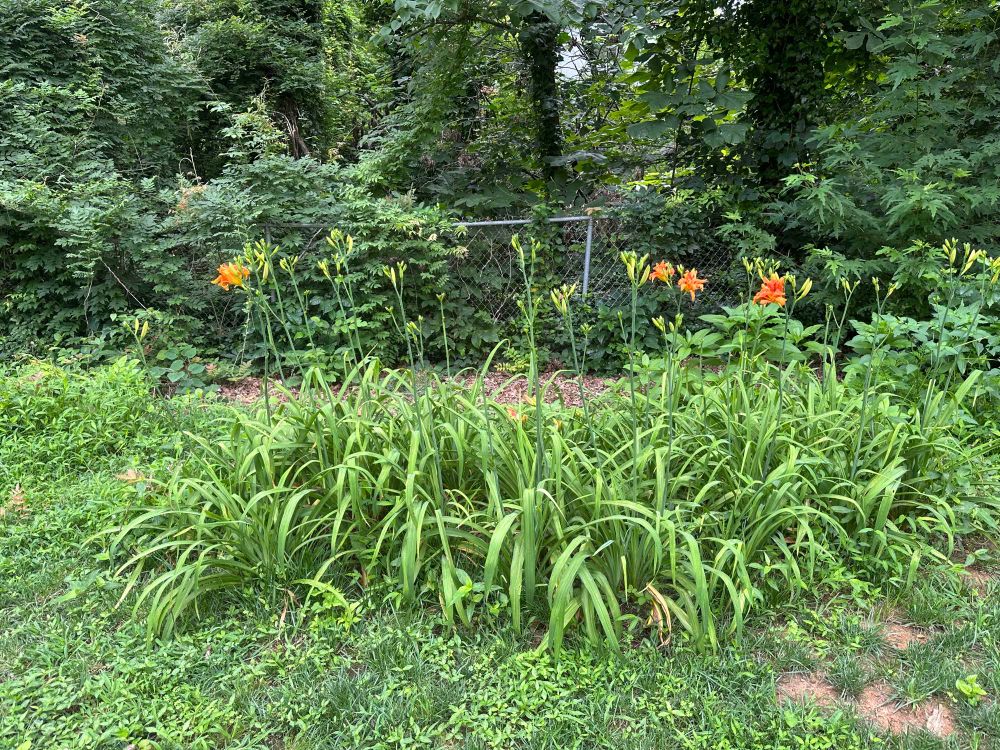 The large clump of daylilies. There are specks of orange showing!