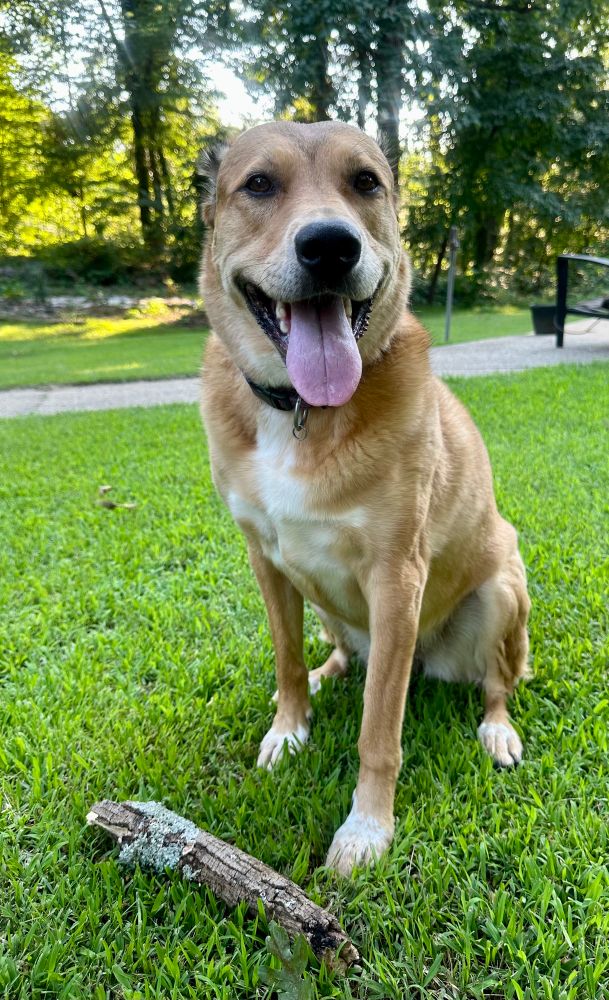 A brown dog with a white belly and a big pink tongue asks to play Log.