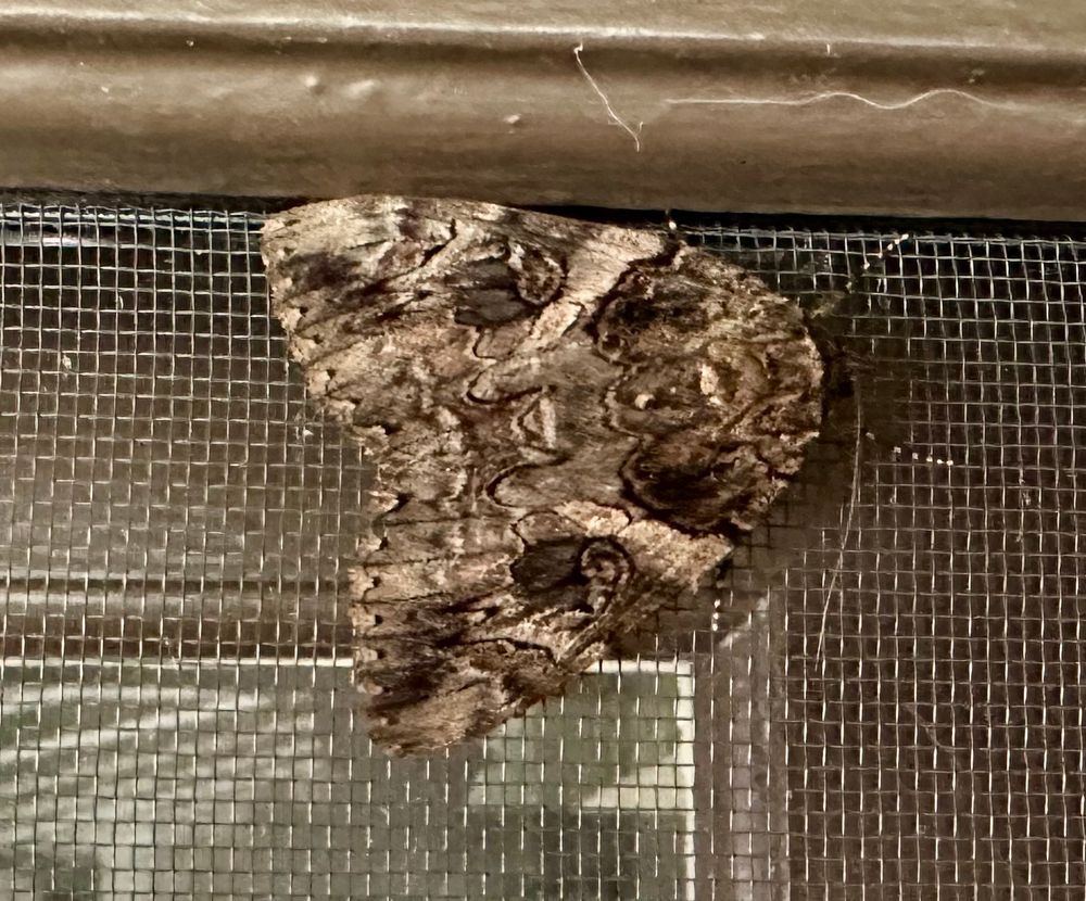 A stunningly beautiful large moth wearing brown woodland camo.