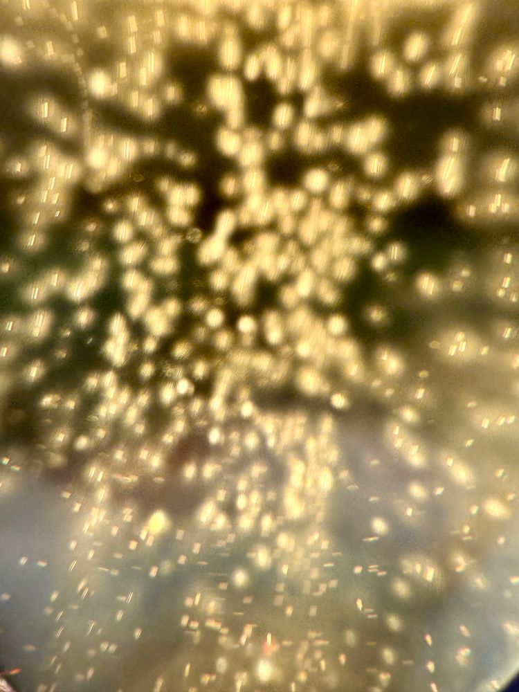 closeup of champagne bubbles 