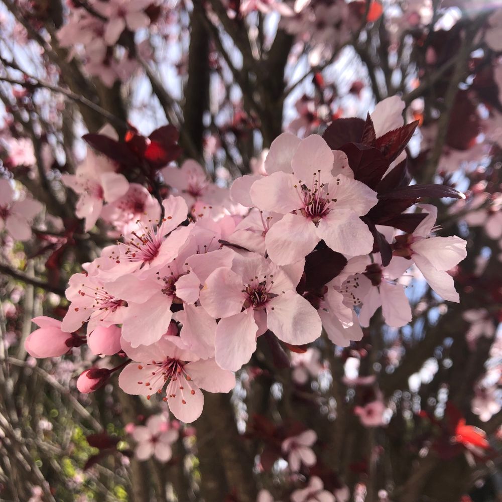 Pink plum blossoms in San Francisco, CA in mid-February 2025. 