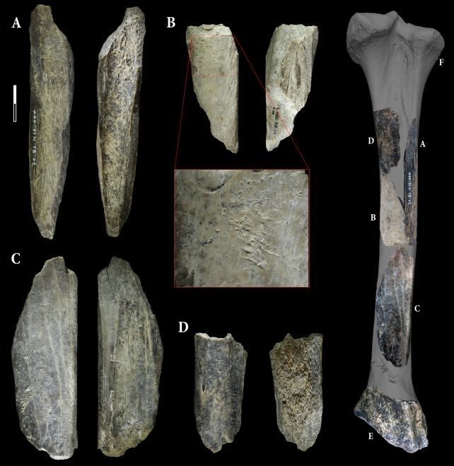 Neanderthal 'Swiss Army Knife' Discovered in Belgian Cave.