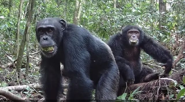 In the wild, chimpanzees likely ingest the equivalent of several alcoholic drinks every day