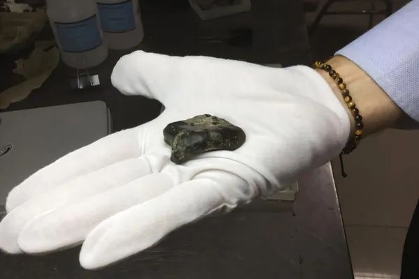 A Massive Underwater Fossil Find Includes Remains From Ancient Human Ancestors