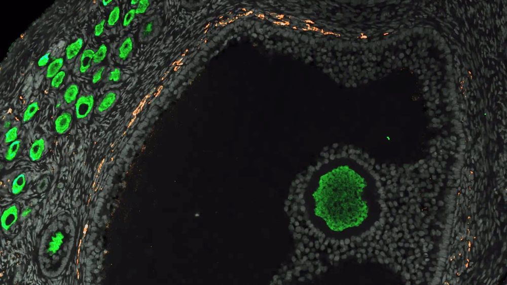 We finally have an idea of how the lifetime supply of eggs develops in primates