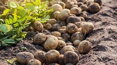 Study Reveals Potato Evolved from Tomato 9 Million Years Ago