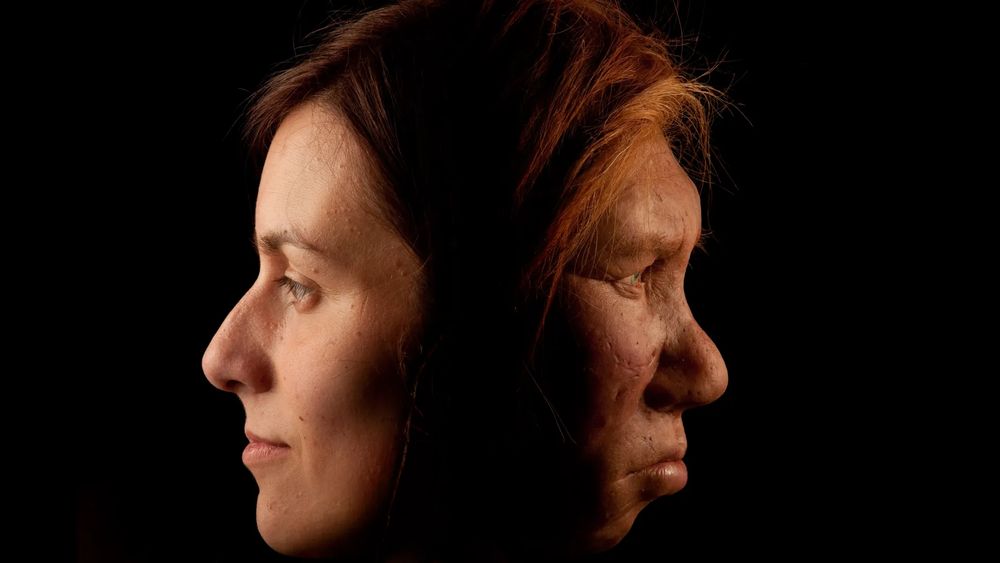 Differences in red blood cells may have 'hastened the extinction' of our Neanderthal cousins, new study suggests
