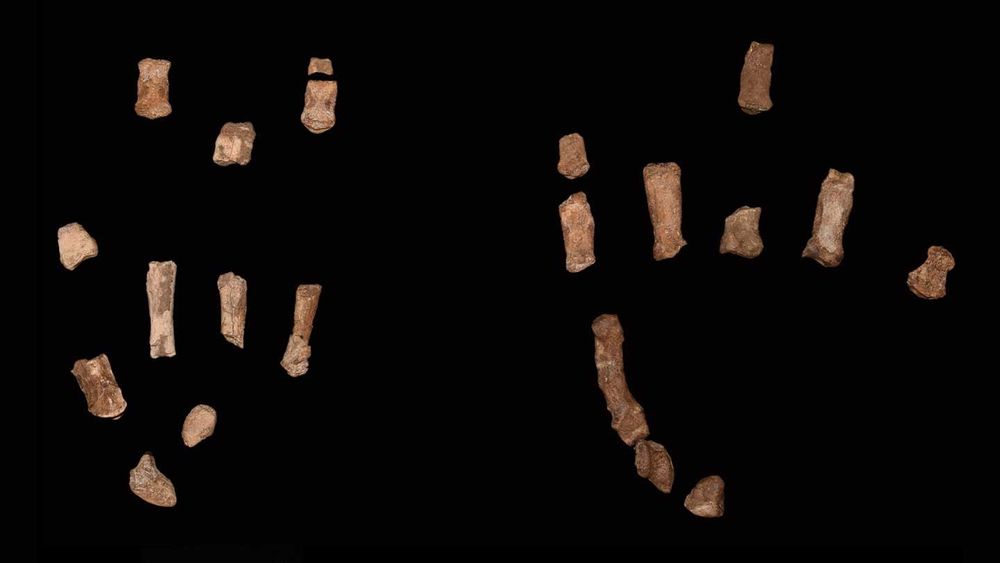 The first confirmed fossil hands of Paranthropus boisei show that this ancient relative was capable of making tools